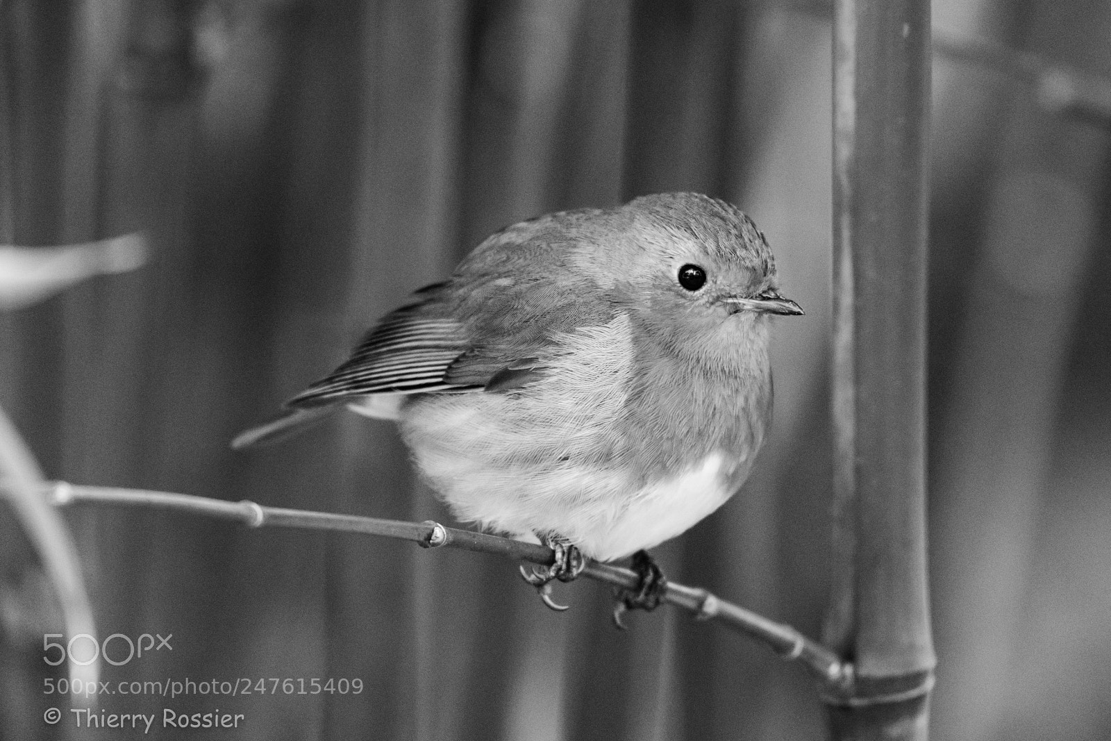 Nikon D850 sample photo. So black robin photography