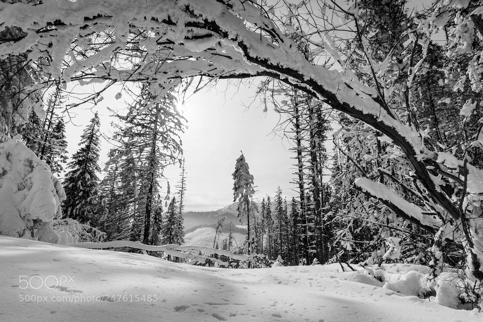 Sony a7 II sample photo. Snowgate photography