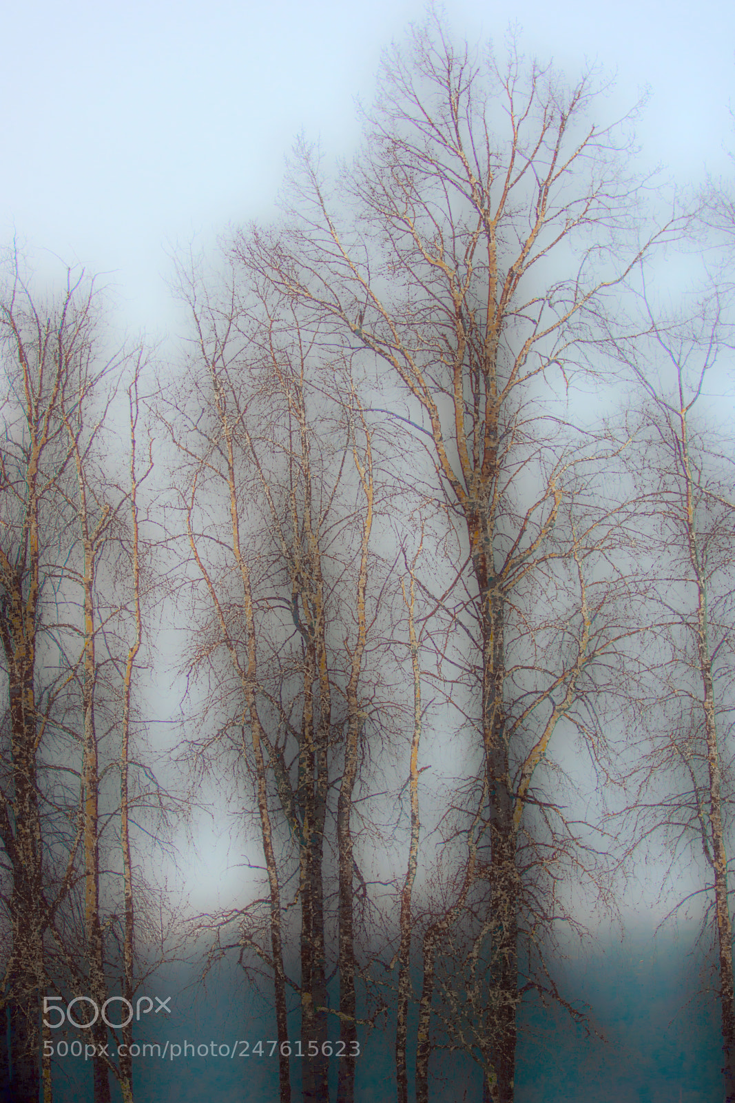 Nikon D7200 sample photo. Bare nature photography