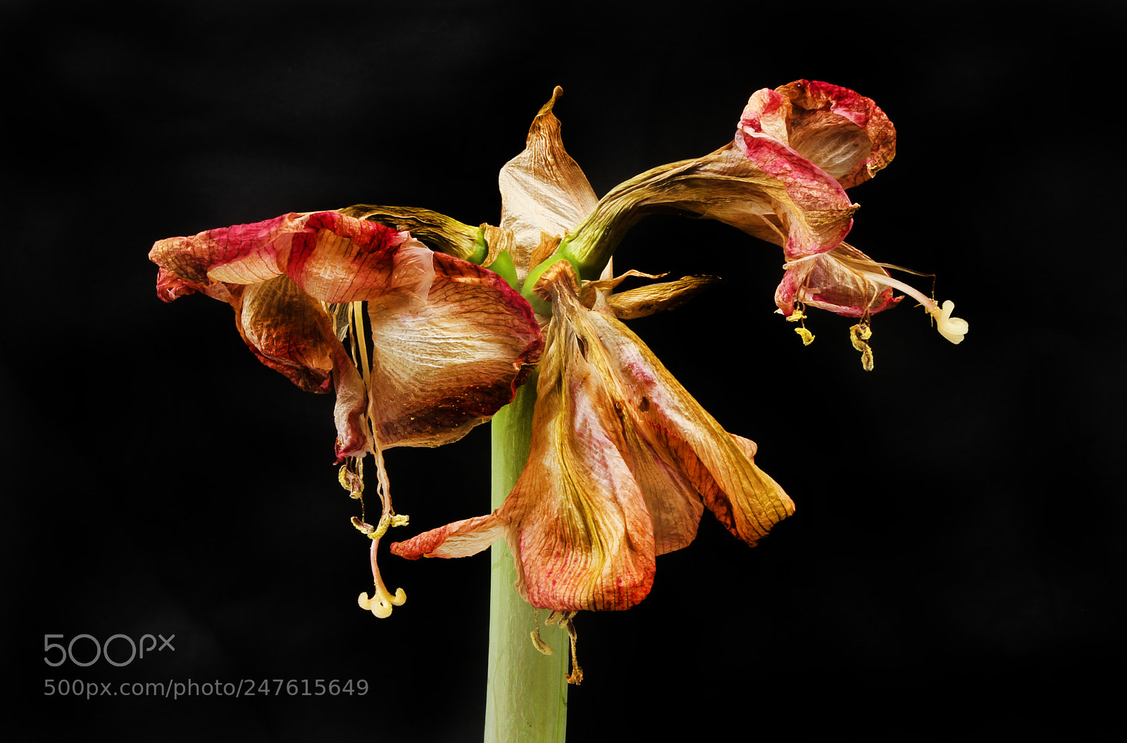 Canon EOS 7D sample photo. Wilted amaryllis flower photography