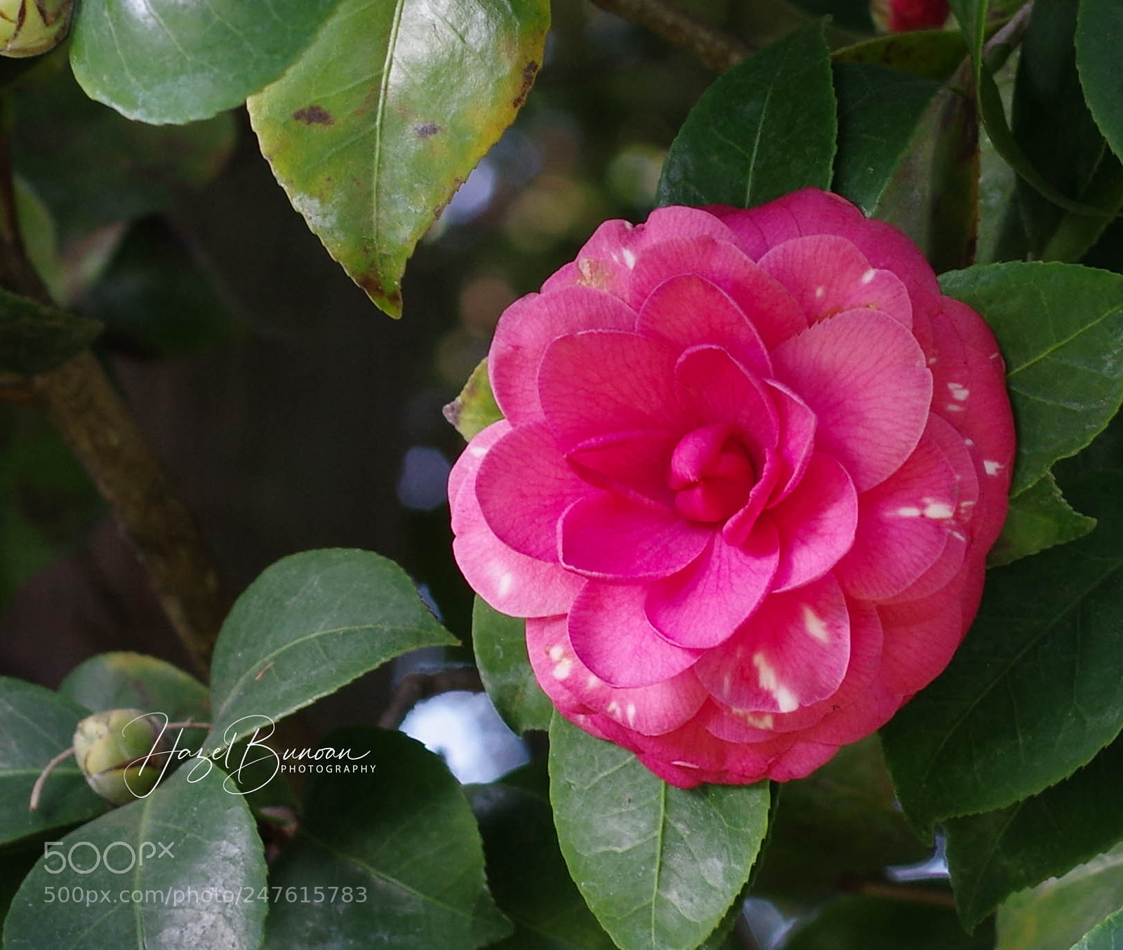 Pentax K-3 II sample photo. Pink camellia photography