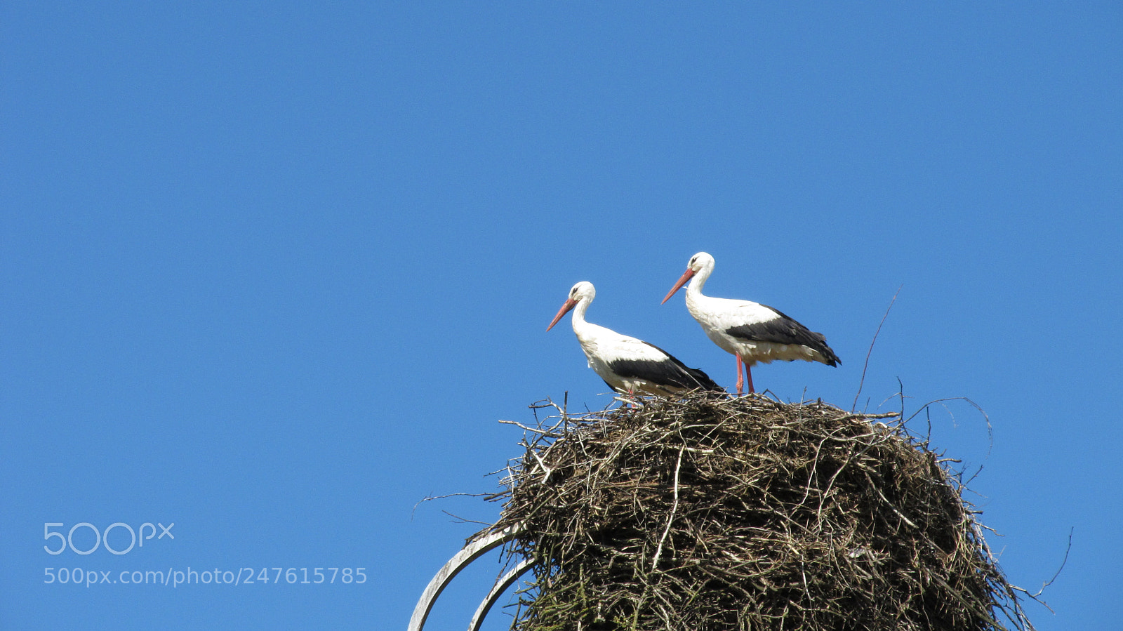 Canon PowerShot SX130 IS sample photo. Angel birds photography