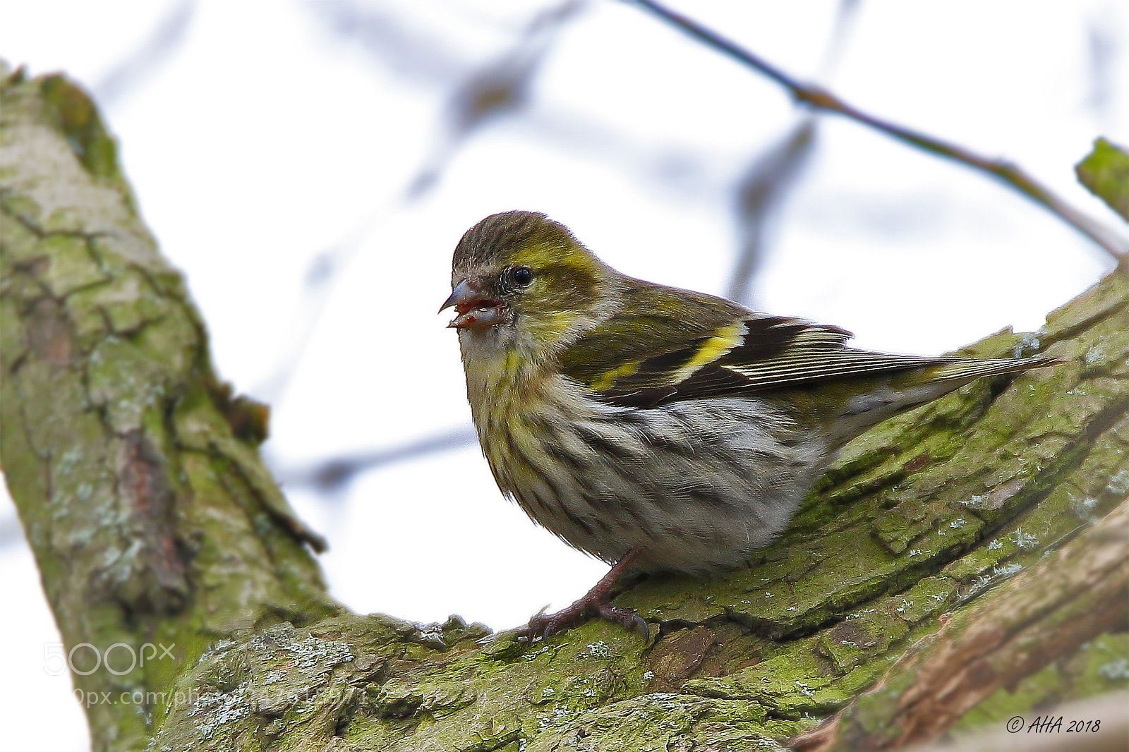Canon EOS 7D Mark II sample photo. European siskin photography