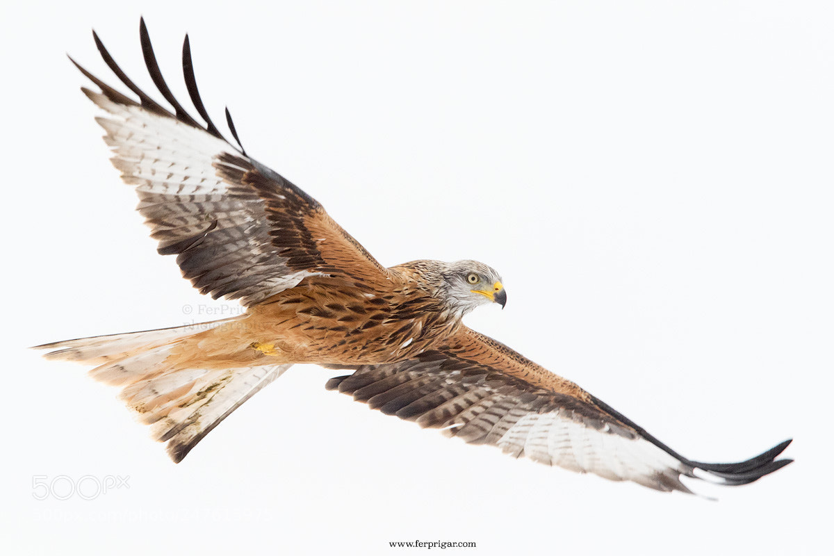 Canon EOS 7D Mark II sample photo. Red kite at winter photography
