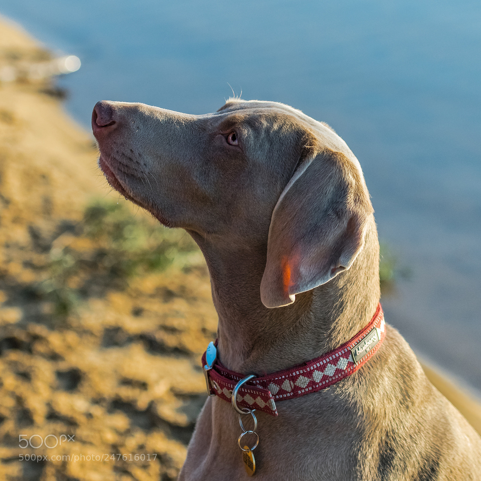 Nikon D850 sample photo. Obedience photography
