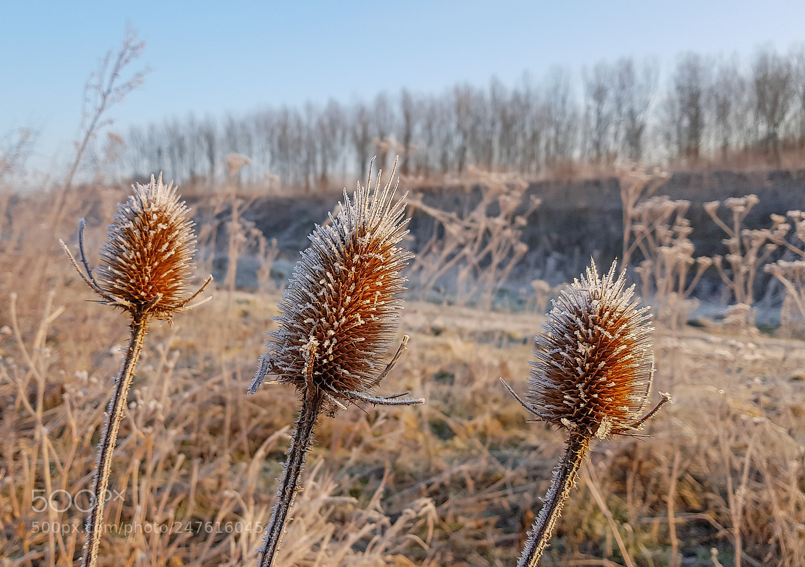 Samsung Galaxy S7 sample photo. Android wild teasel photography