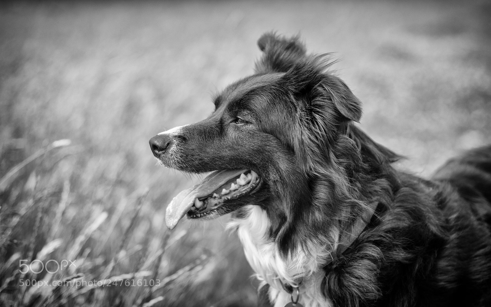 Nikon D300S sample photo. Out for a walk photography