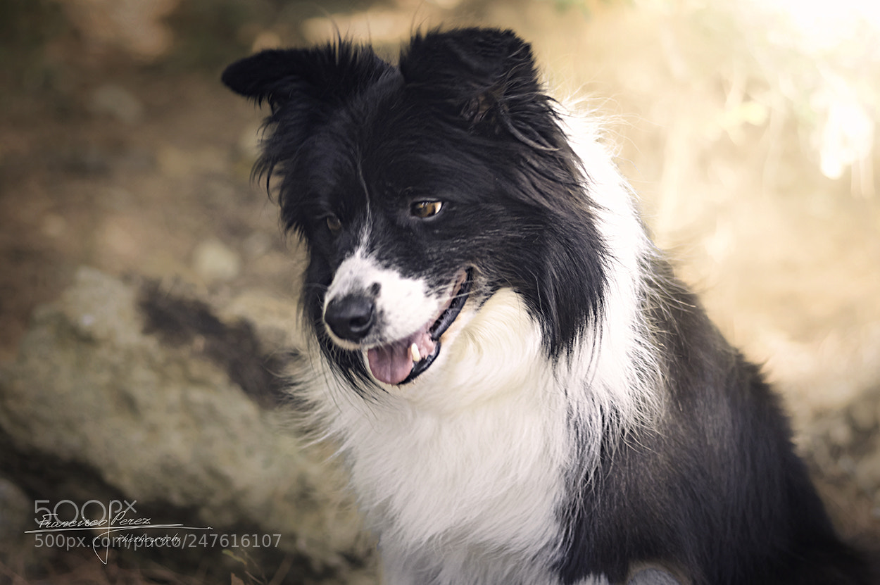 Pentax K-3 sample photo. Yaba photography