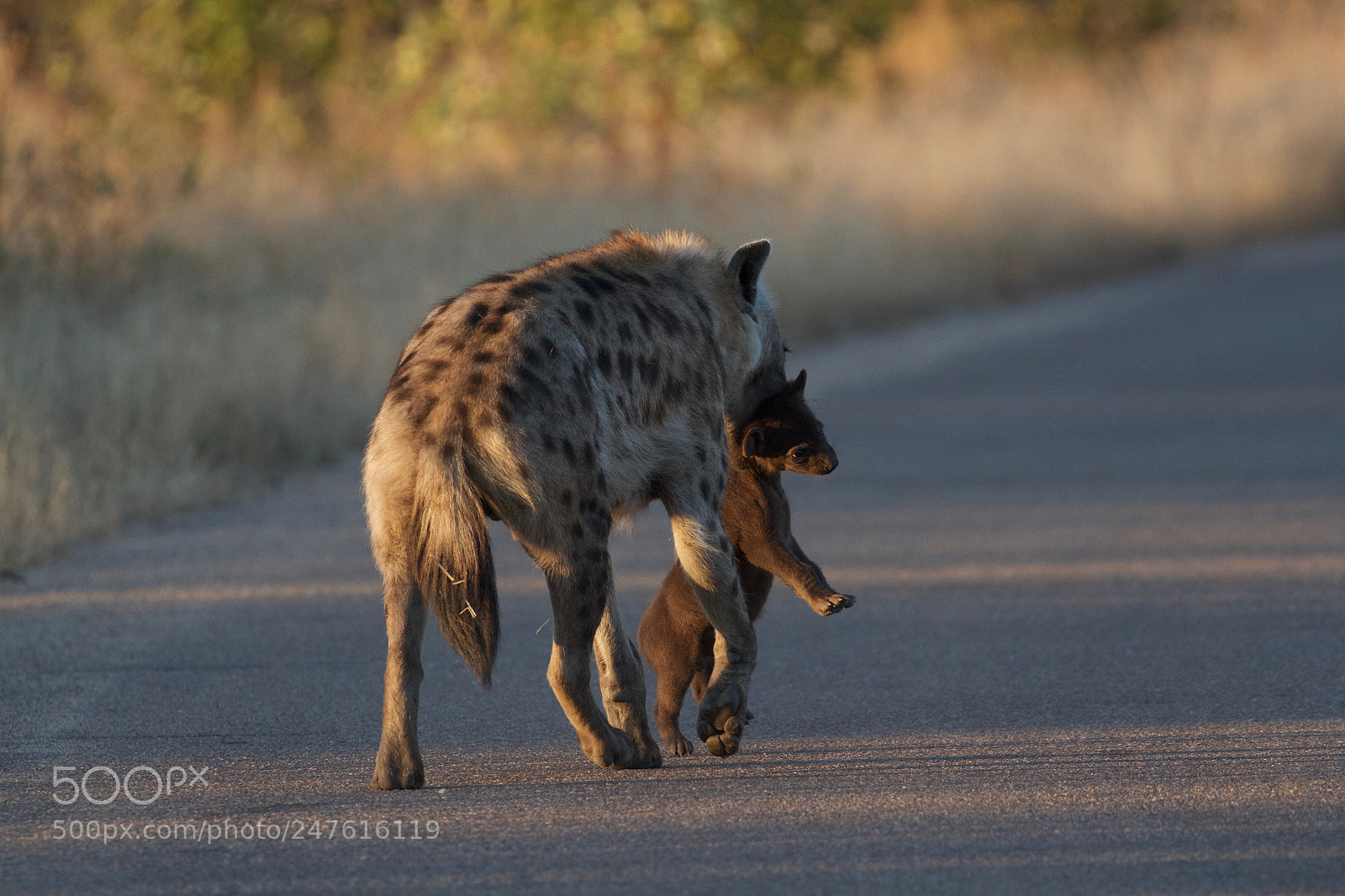 Canon EOS 7D sample photo. Spotted hyena moving pup photography