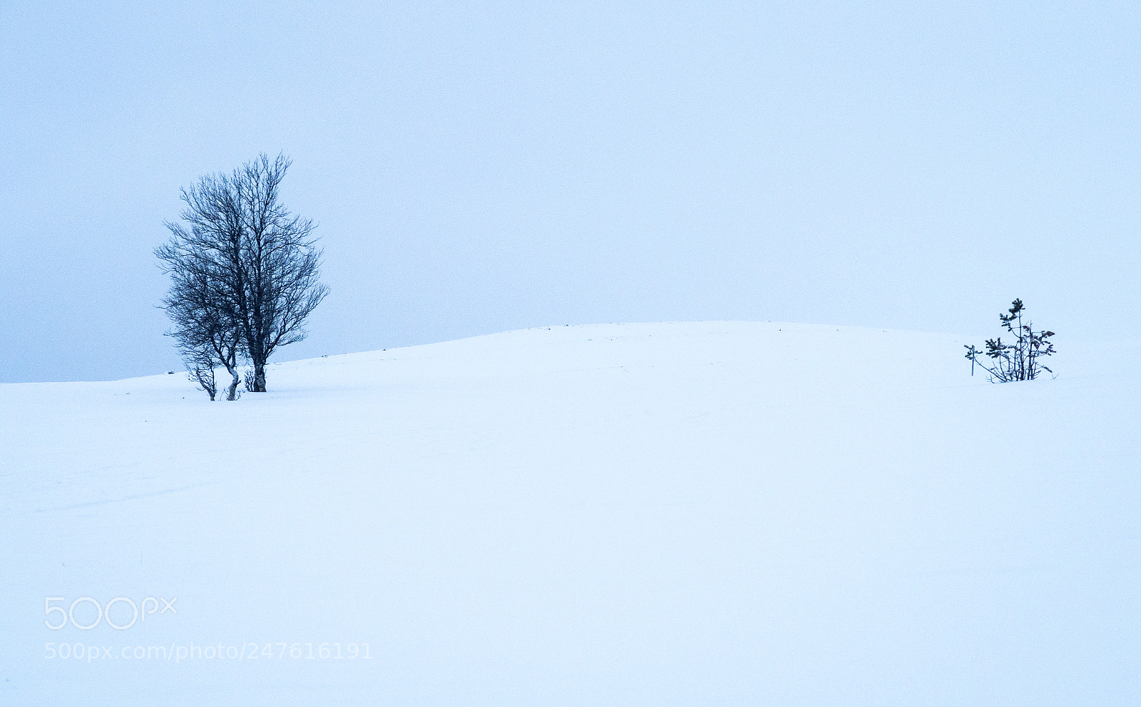Canon PowerShot G5 X sample photo. Tree in white landscape photography