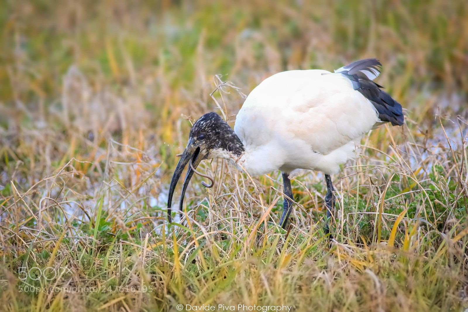 Canon EOS 7D Mark II sample photo. The ibis lunch photography