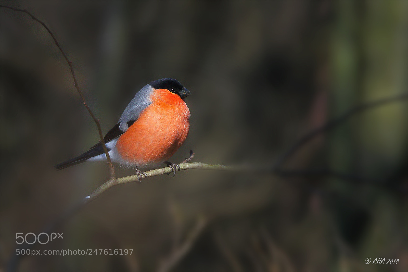Canon EOS 7D Mark II sample photo. Bullfinch male photography