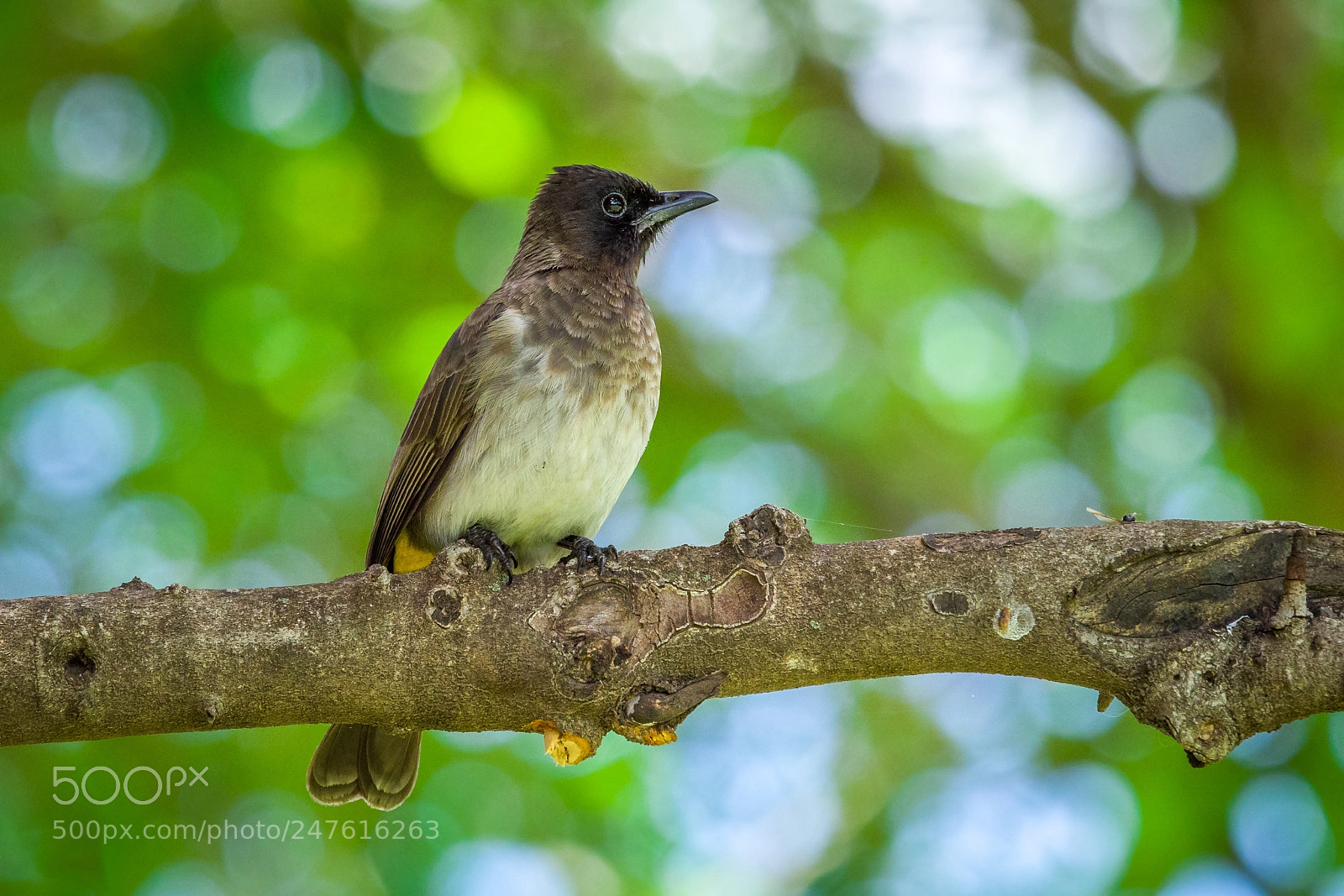 Olympus OM-D E-M1 Mark II sample photo. Common bulbul photography