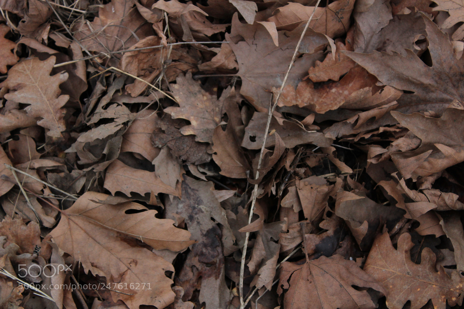 Canon EF-S 18-55mm F3.5-5.6 III sample photo. Untitled photography