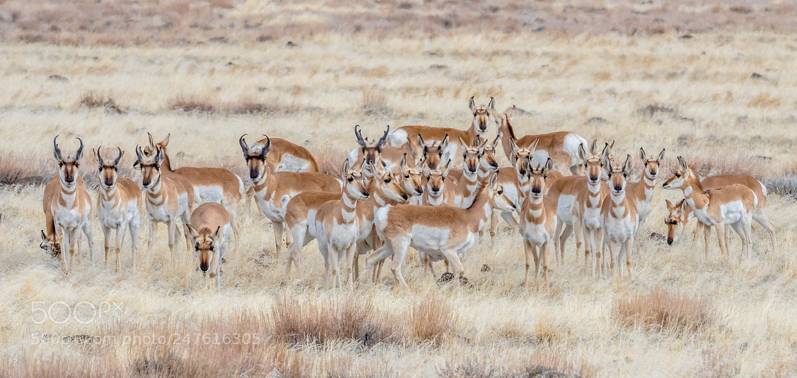 Olympus OM-D E-M1 Mark II sample photo. Pronghorn antelope photography