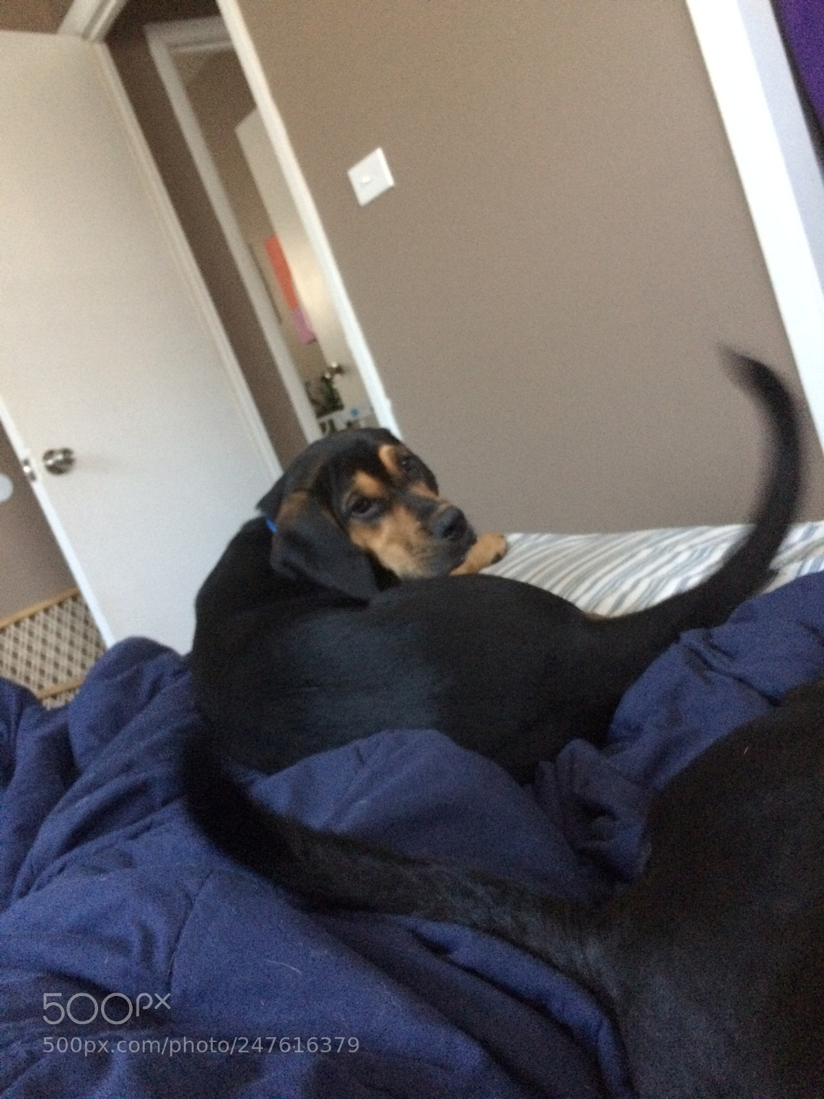 Apple iPhone 5s sample photo. Photo of friends dog photography