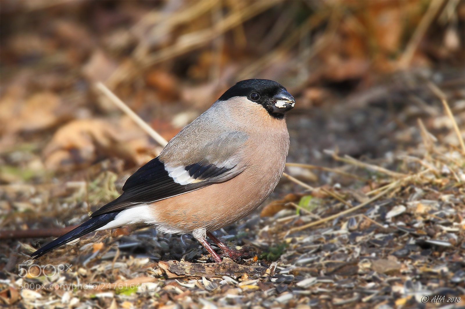 Canon EOS 7D Mark II sample photo. Bullfinch female photography
