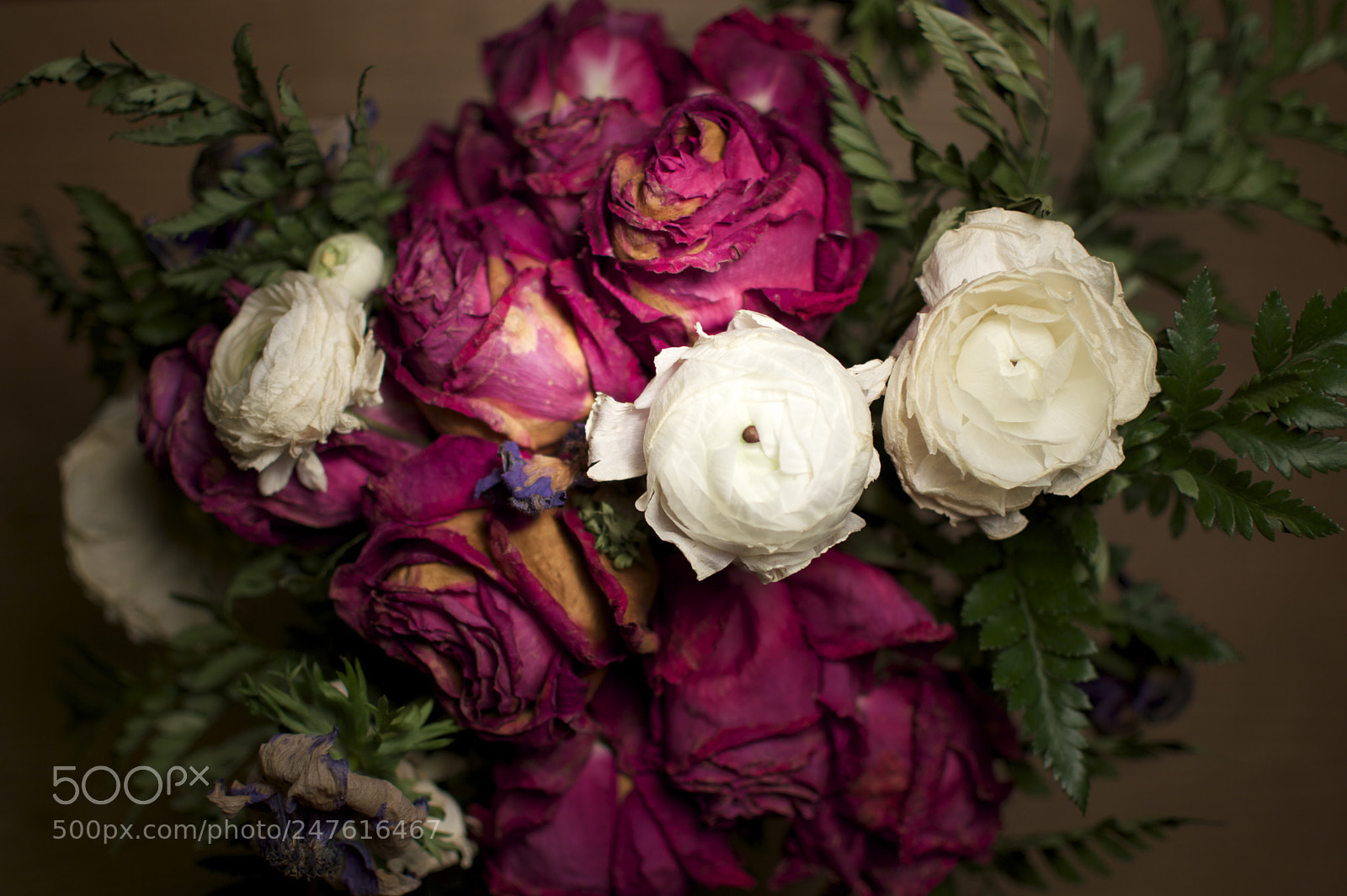 Nikon D3200 sample photo. Bouquet d'hiver photography