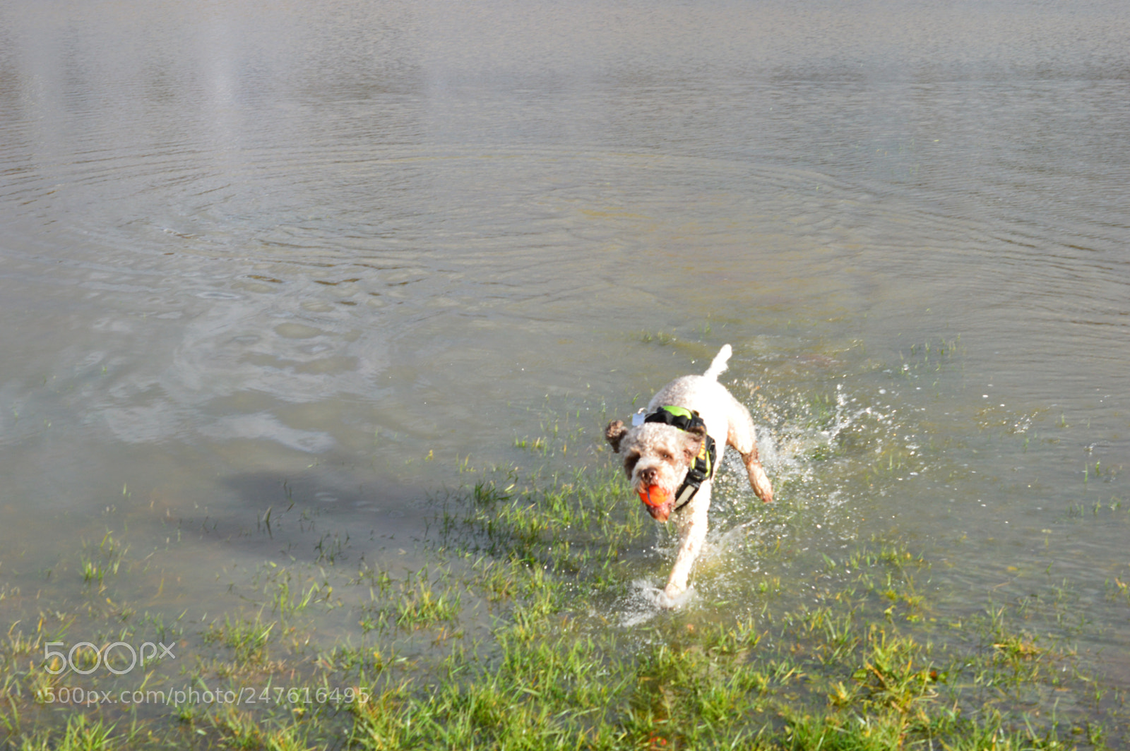 Nikon D3200 sample photo. Nino photography