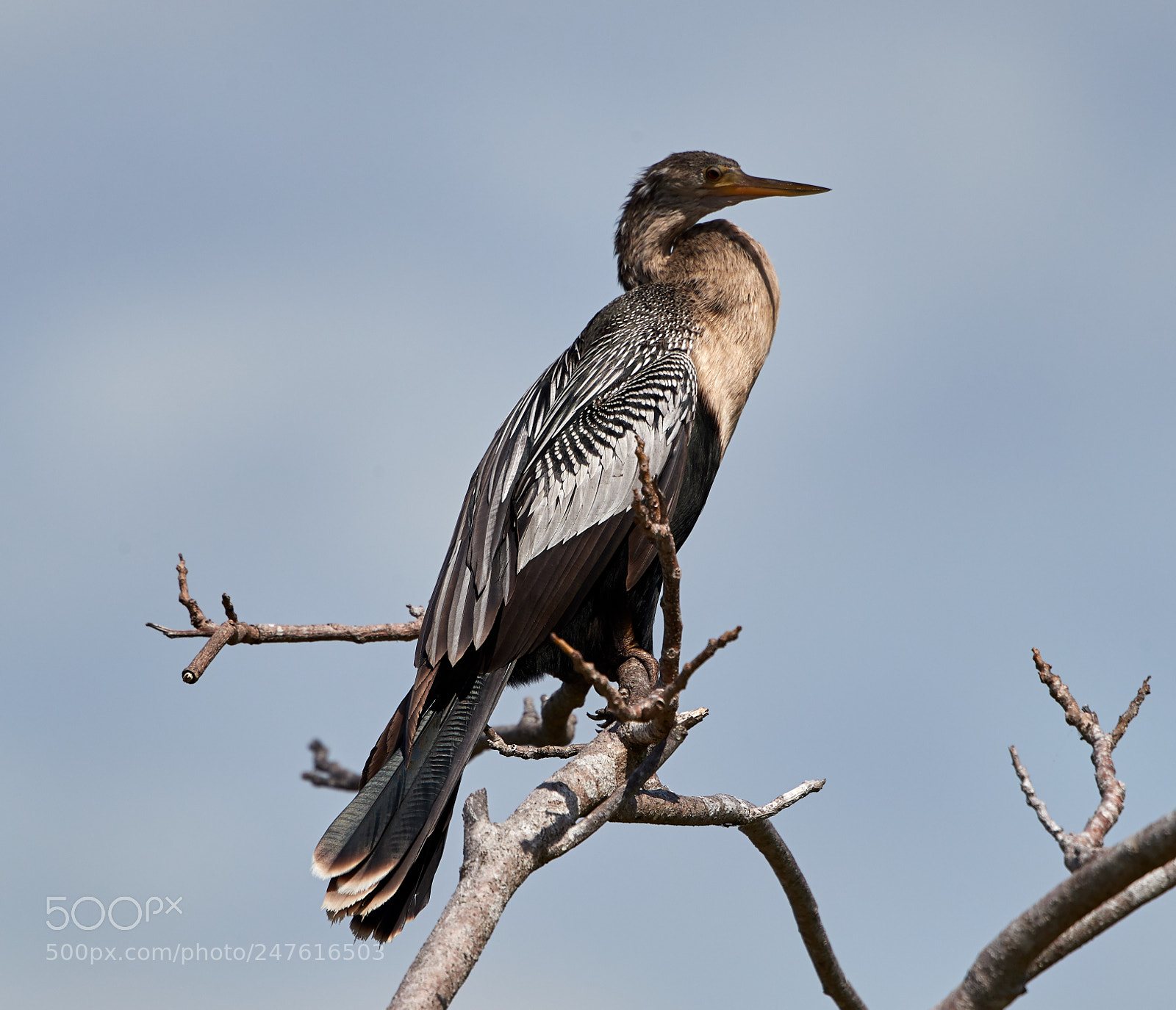 Canon EOS-1D X Mark II sample photo. 02-27-18-0005551.jpg photography