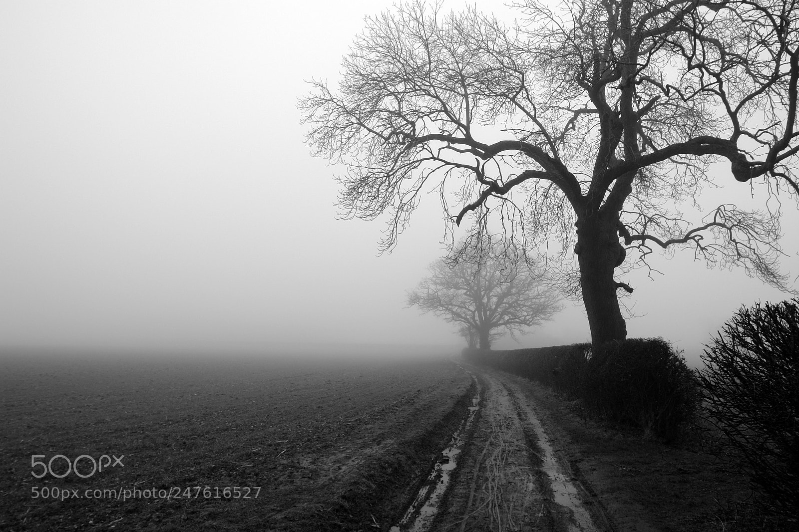 Sony DSC-R1 sample photo. Farm track and trees photography
