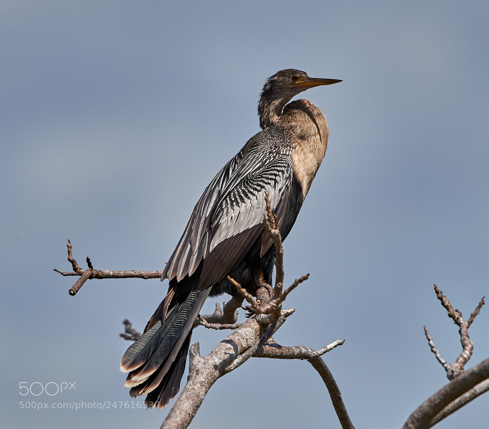 Canon EOS-1D X Mark II sample photo. 02-27-18-0005550.jpg photography