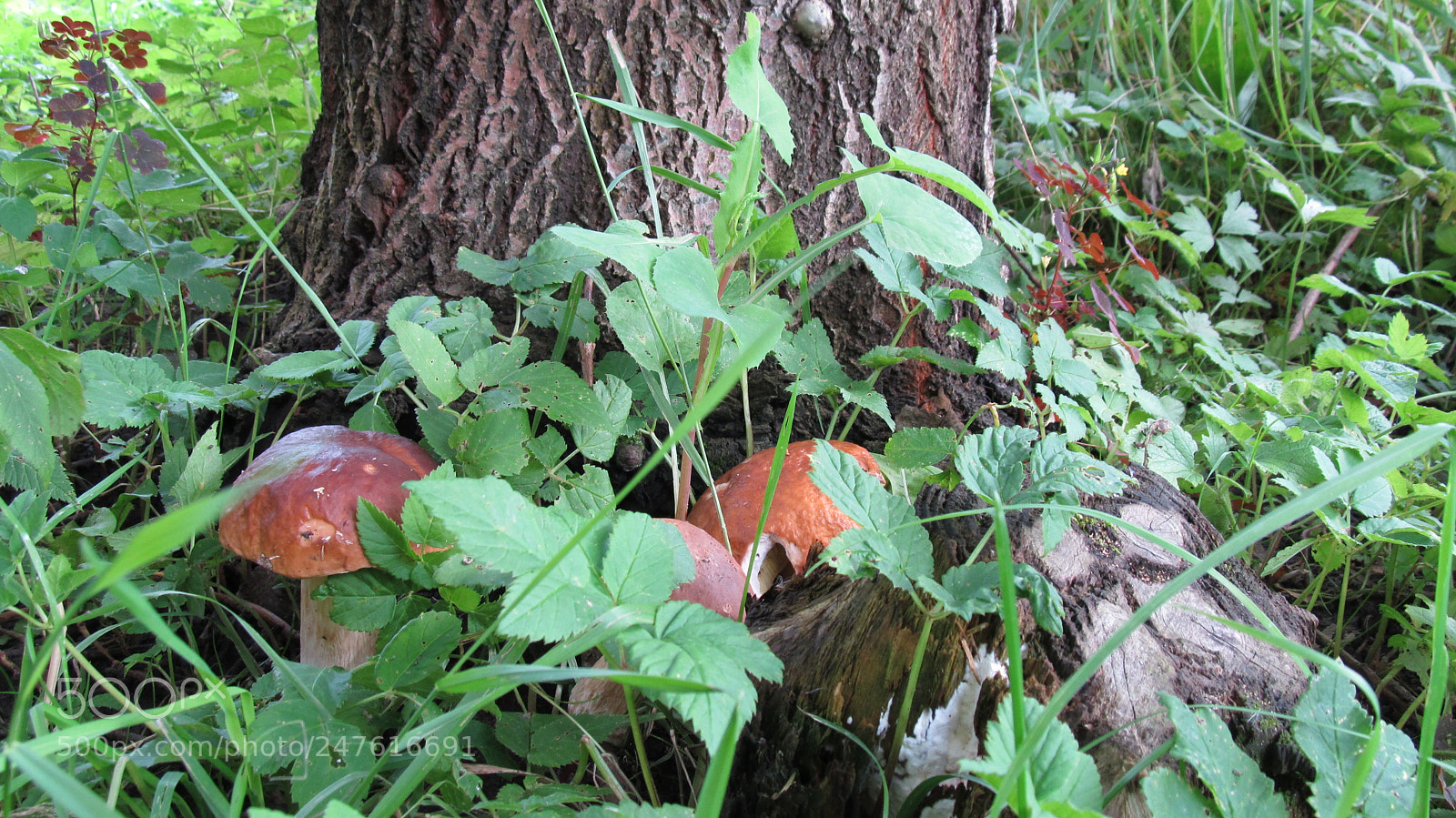 Canon PowerShot SX130 IS sample photo. Img photography