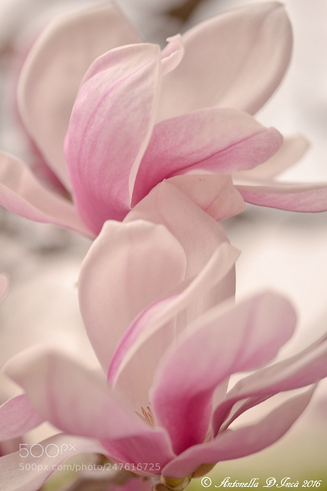Nikon D3100 sample photo. Magnolia photography