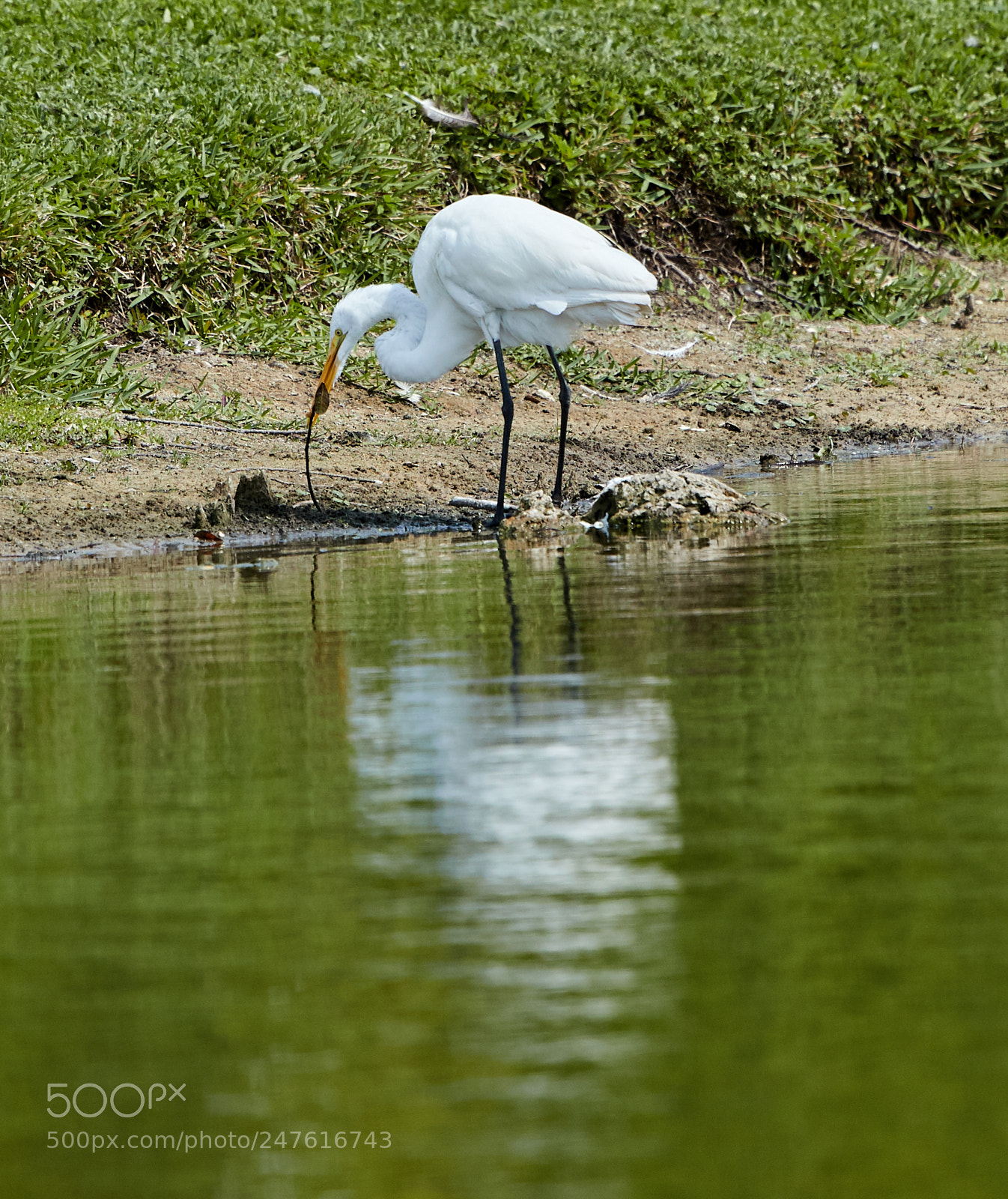 Canon EOS-1D X Mark II sample photo. 02-27-18-0005510.jpg photography