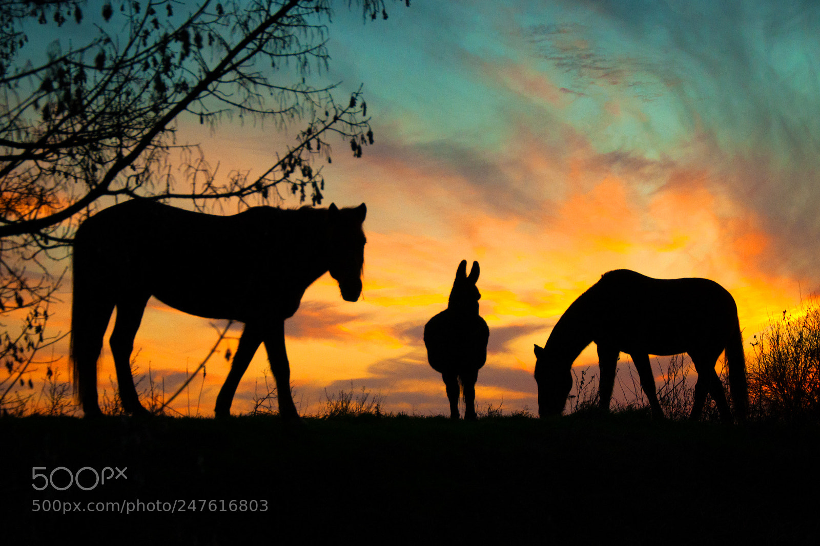 Nikon D90 sample photo. Animals at sunset photography
