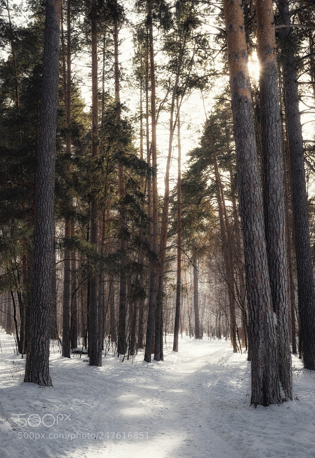 Nikon D610 sample photo. **** photography