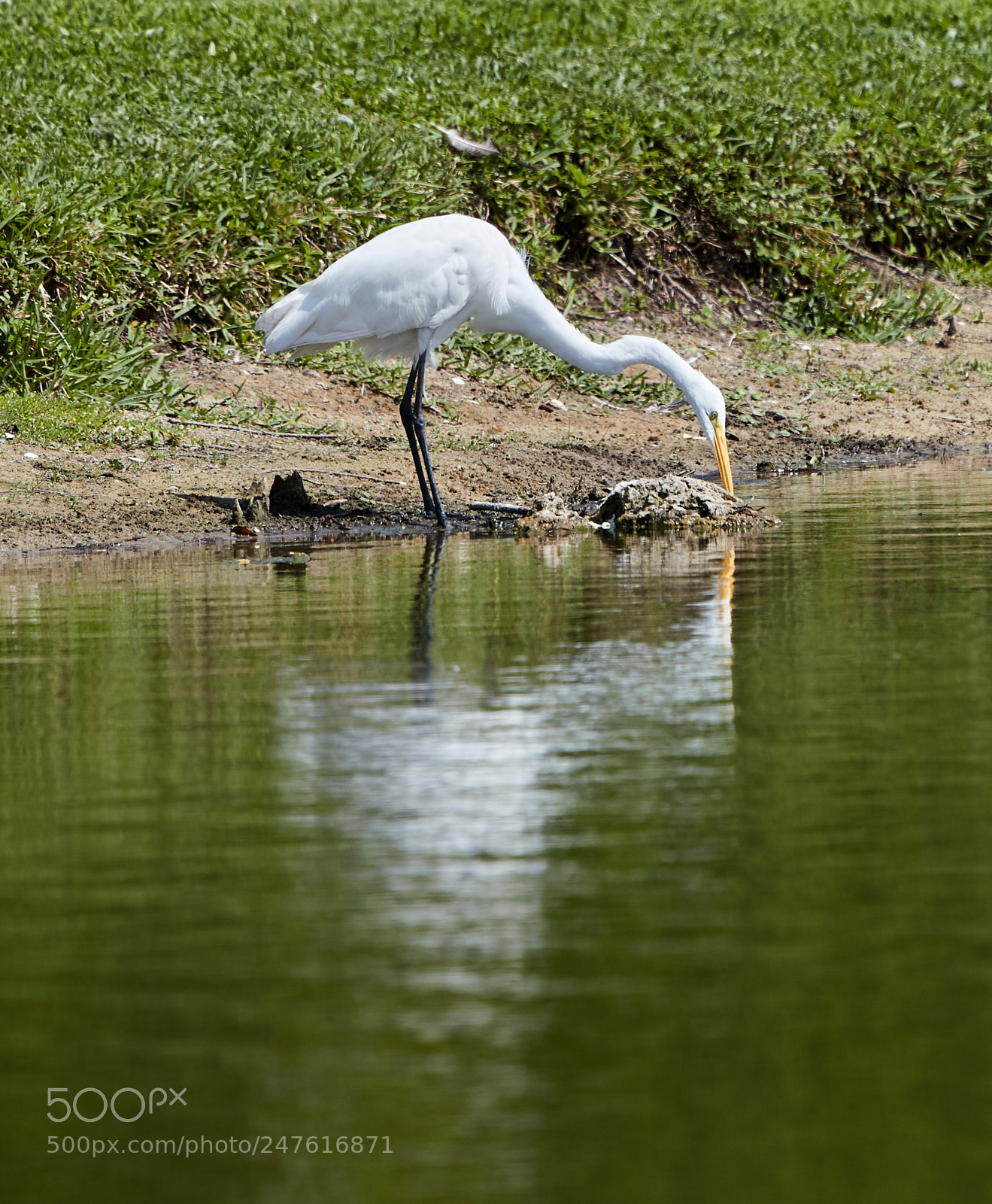 Canon EOS-1D X Mark II sample photo. 02-27-18-0005497.jpg photography