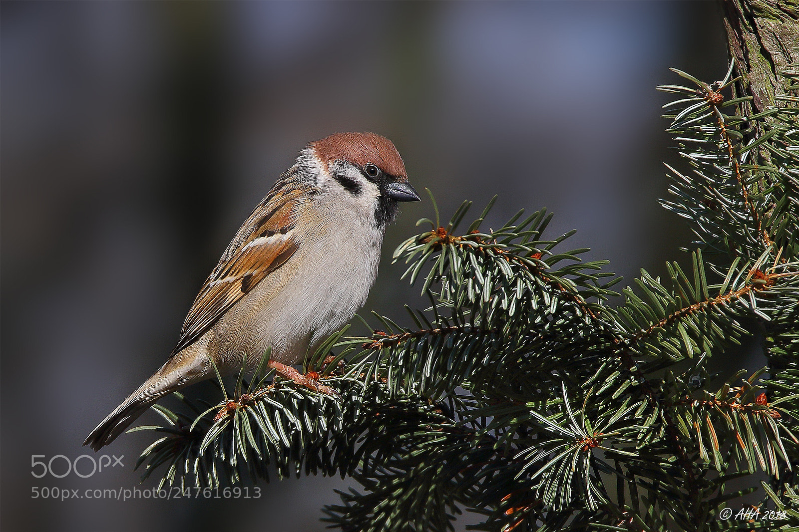 Canon EOS 7D Mark II sample photo. Eurasian tree sparrow passer photography