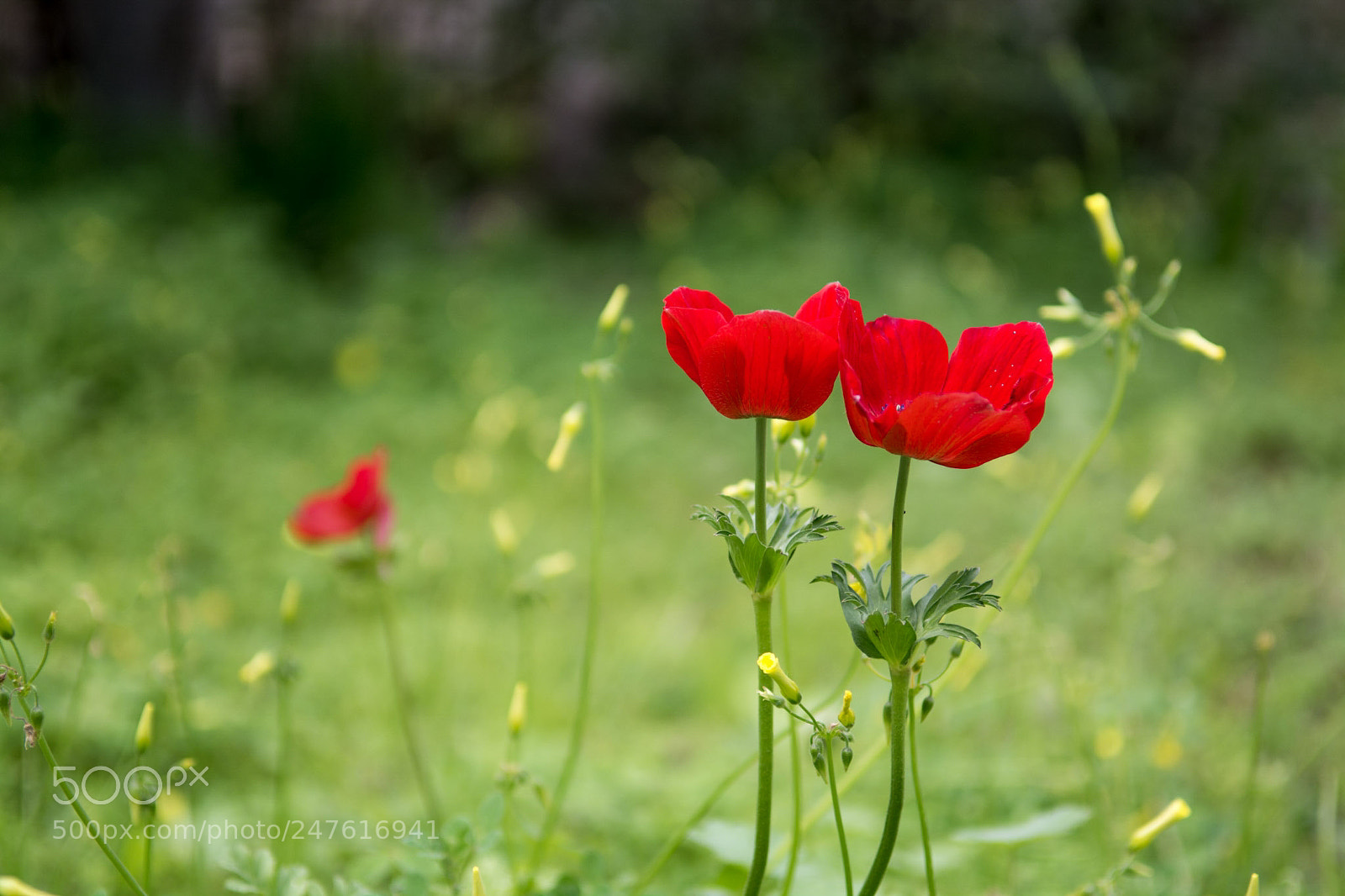 Nikon D7100 sample photo. Untitled photography