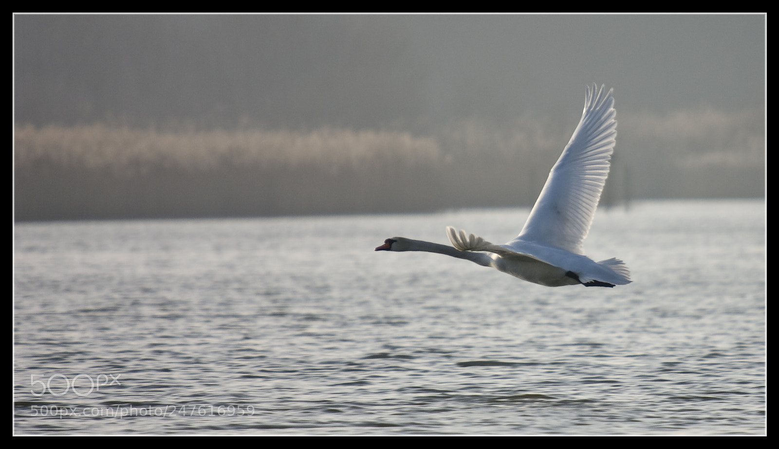 Pentax K20D sample photo. Cygne (swan) #2 photography