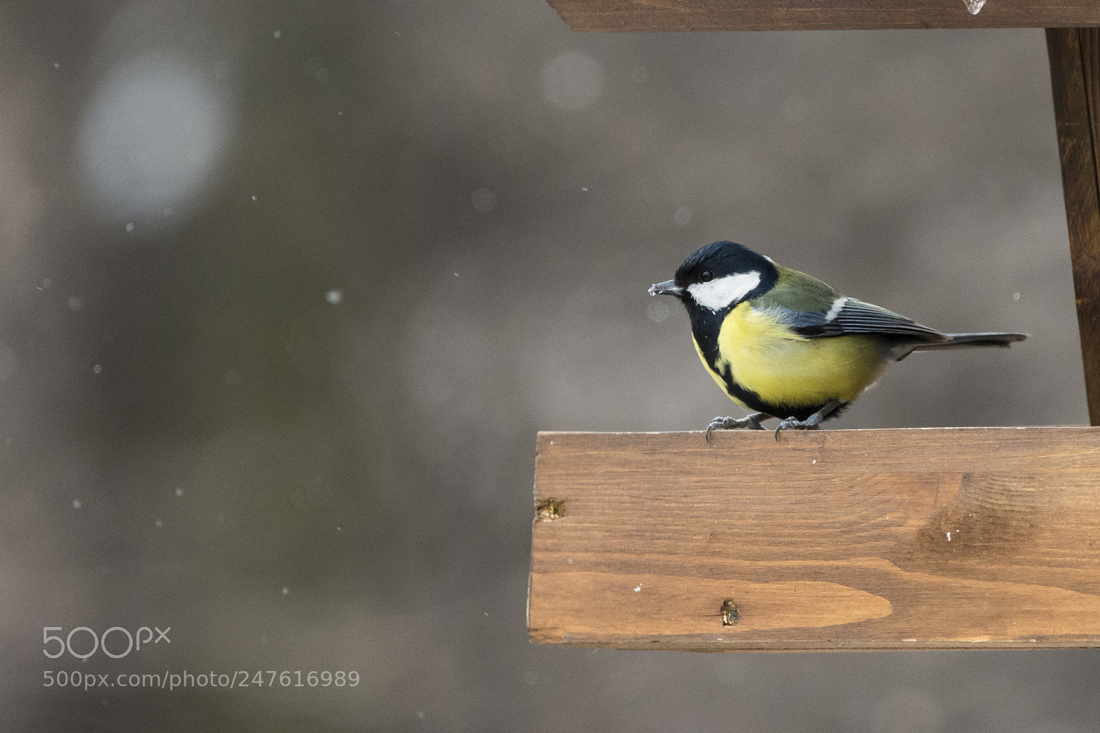 Nikon D7100 sample photo. Great tit photography