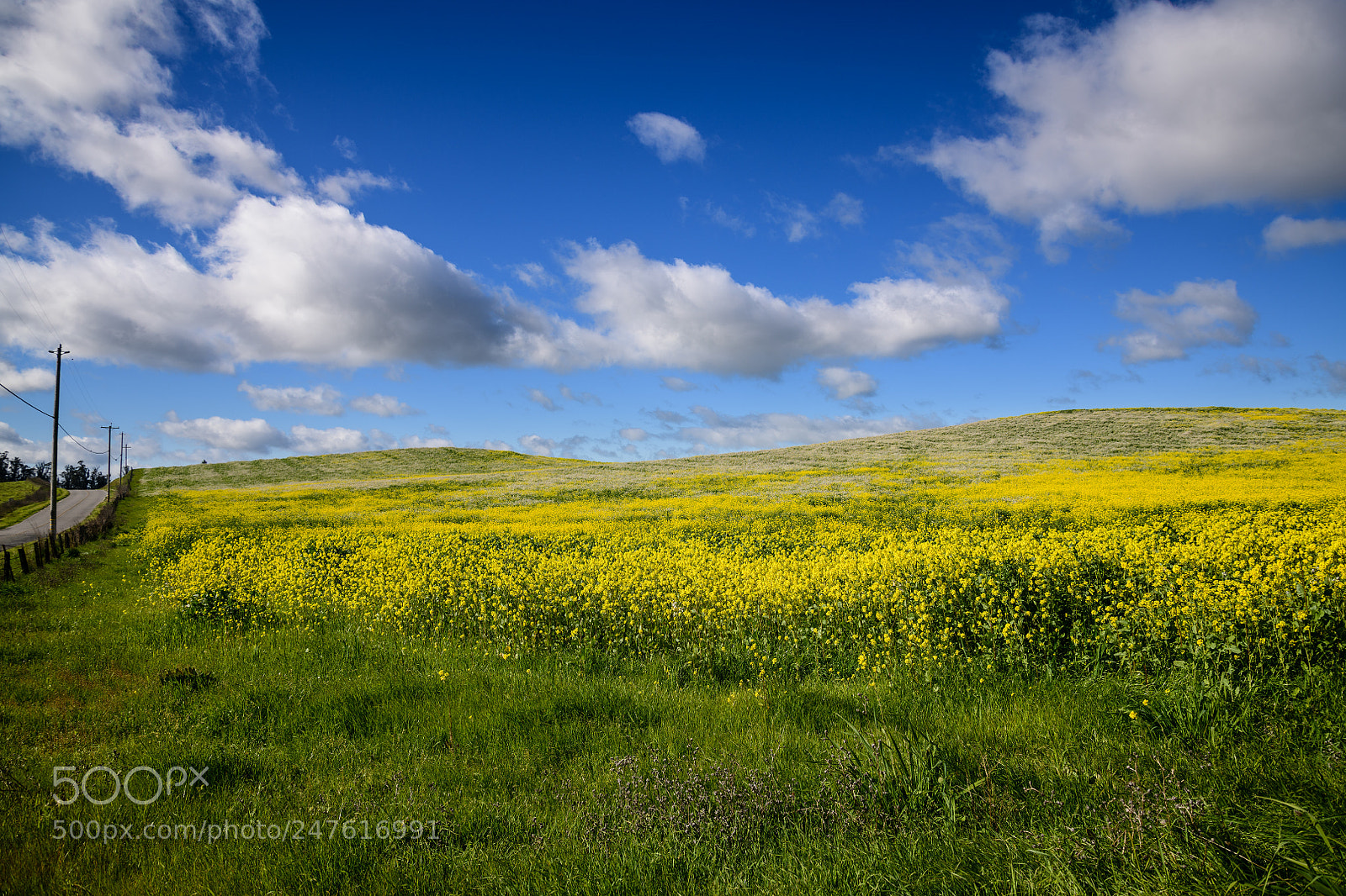 Nikon D850 sample photo. Mustard in the early photography