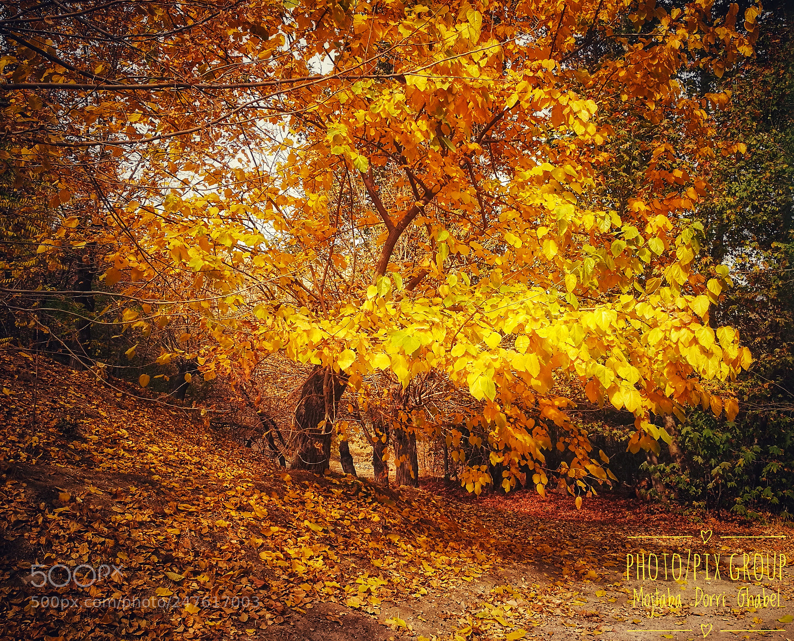 HUAWEI P9 Plus sample photo. Golden autumn photography
