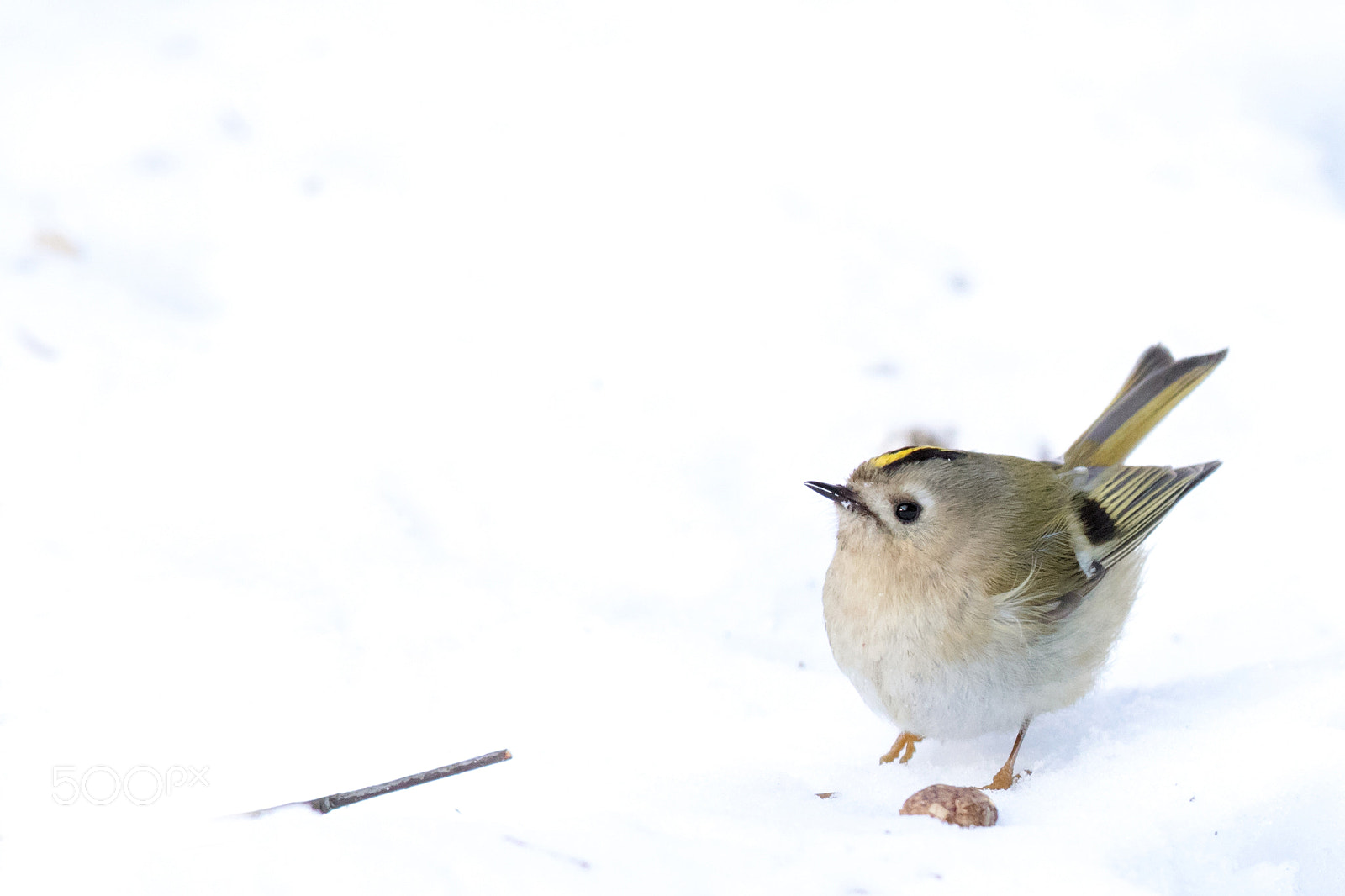 Canon EOS 5D Mark IV sample photo. Goldcrest photography