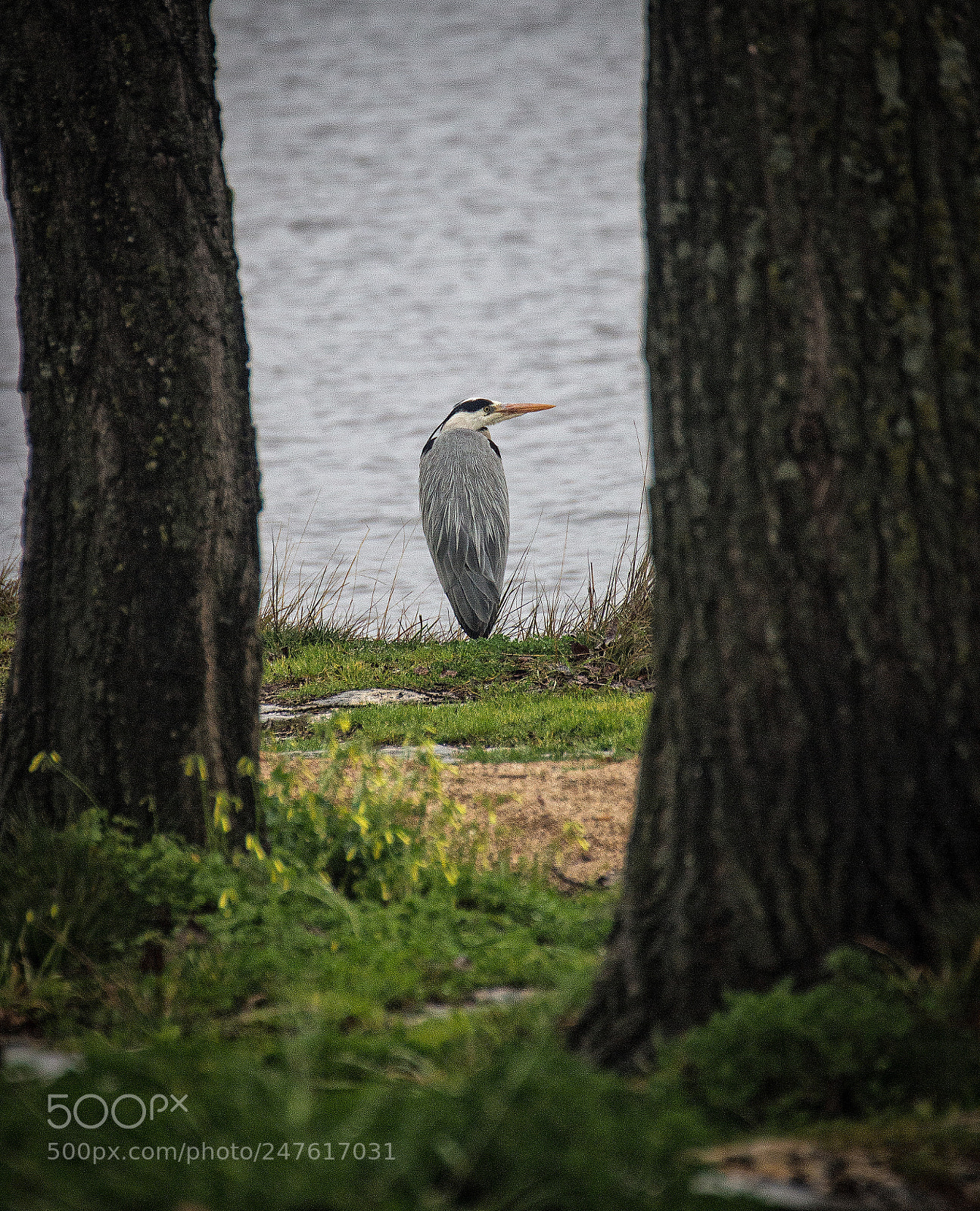 Canon EOS 700D (EOS Rebel T5i / EOS Kiss X7i) sample photo. Heron photography