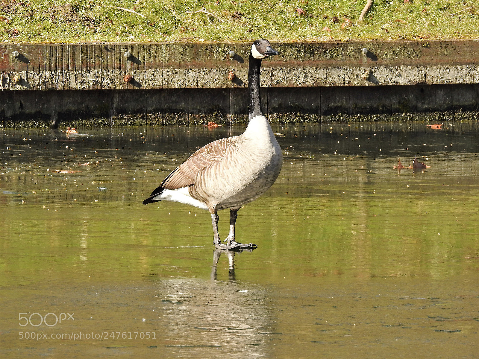 Nikon Coolpix P900 sample photo. Ice goose photography