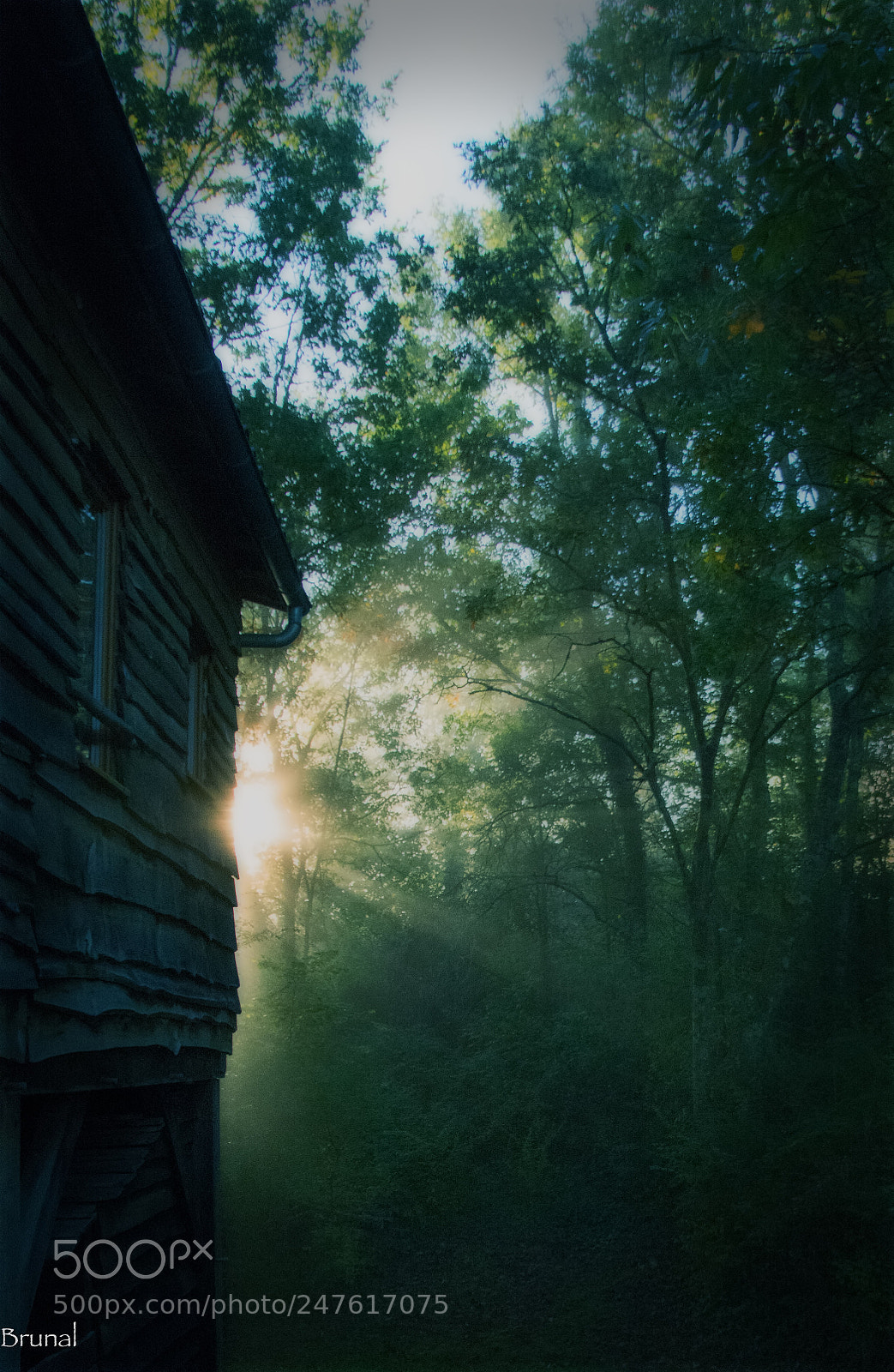 Nikon D7100 sample photo. Cabane dans les bois photography