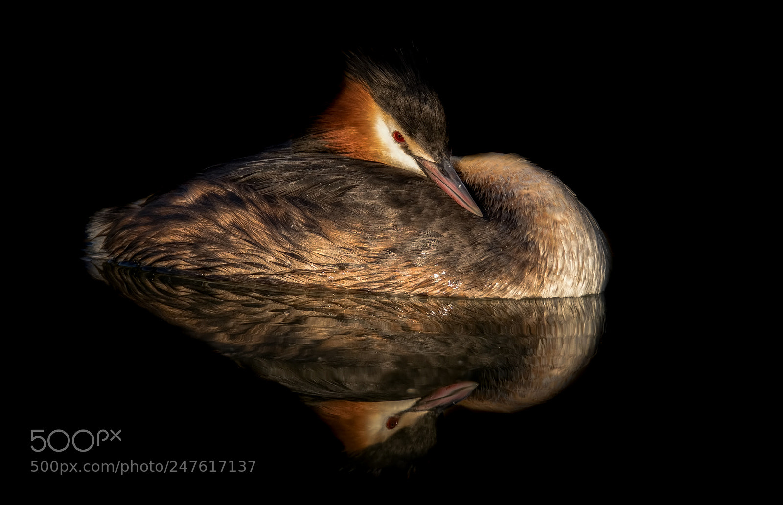 Canon EOS 7D Mark II sample photo. Grebe at lake wijchen photography