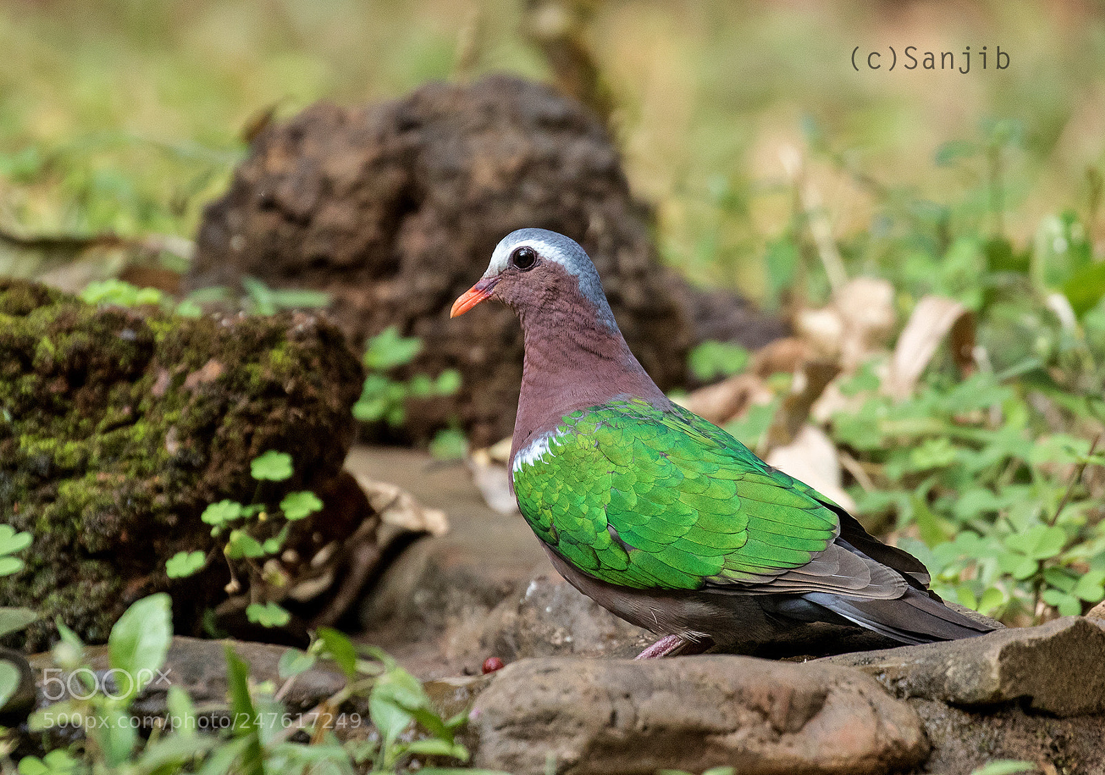 Canon EOS 7D Mark II sample photo. The green beauty of photography