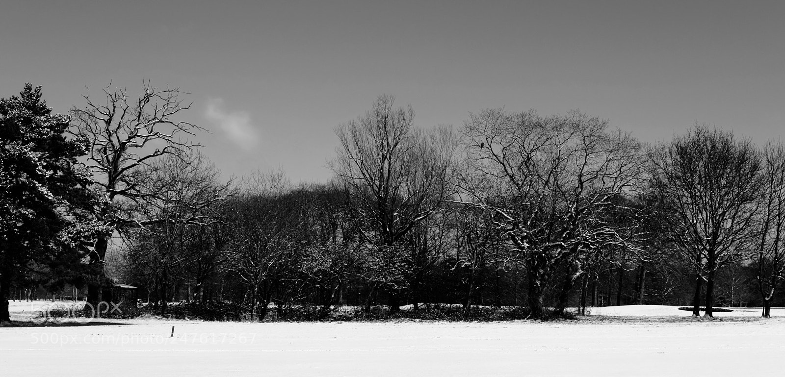 Fujifilm X100F sample photo. Spot the buzzard. photography