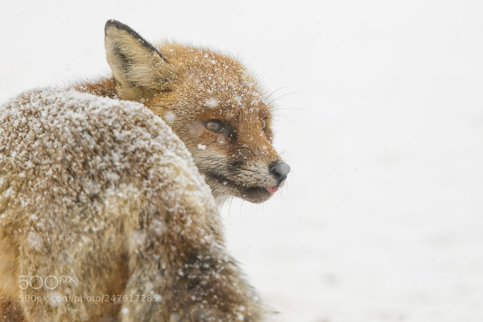 Canon EOS 5DS R sample photo. Snow covered photography
