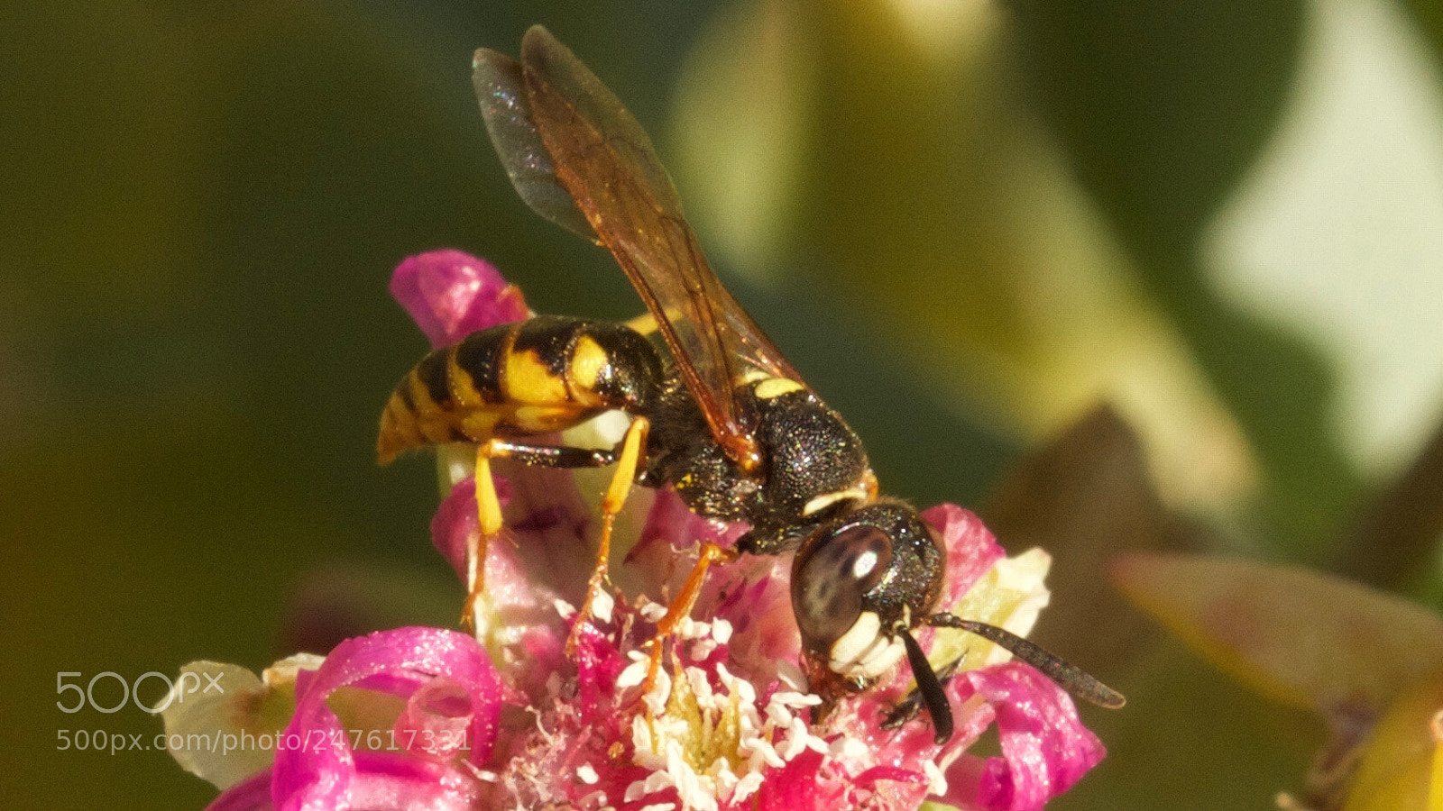 Canon EOS 7D sample photo. Wasp collecting polin from photography