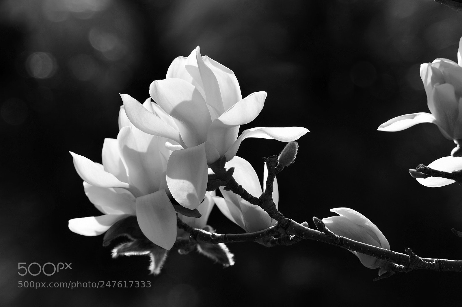 Nikon D700 sample photo. Untitled photography