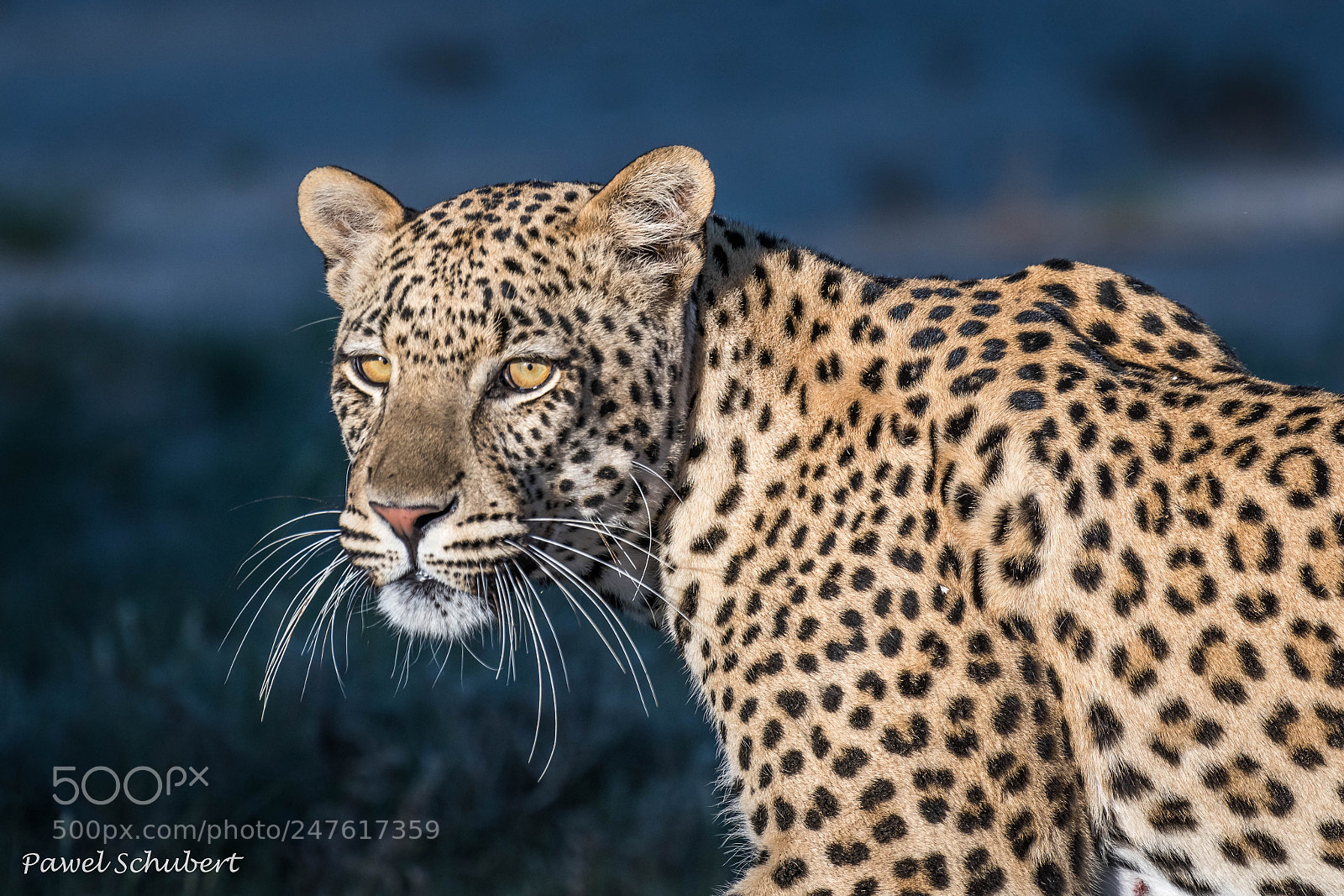 Nikon D850 sample photo. Leopard photography