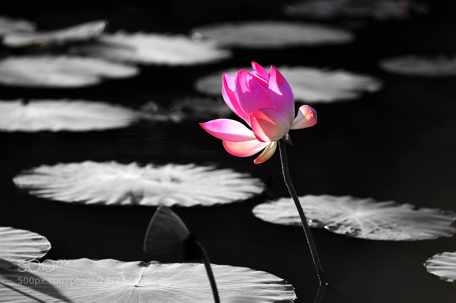 Nikon D700 sample photo. Untitled photography